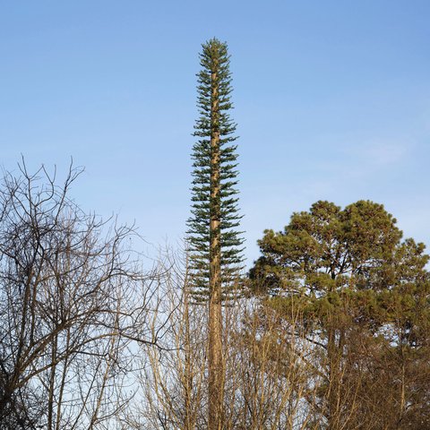 Monopine concealment pole among trees